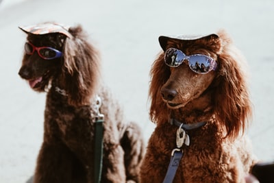 两只戴太阳镜的棕色贵宾犬